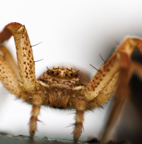 Philodromus dispar
